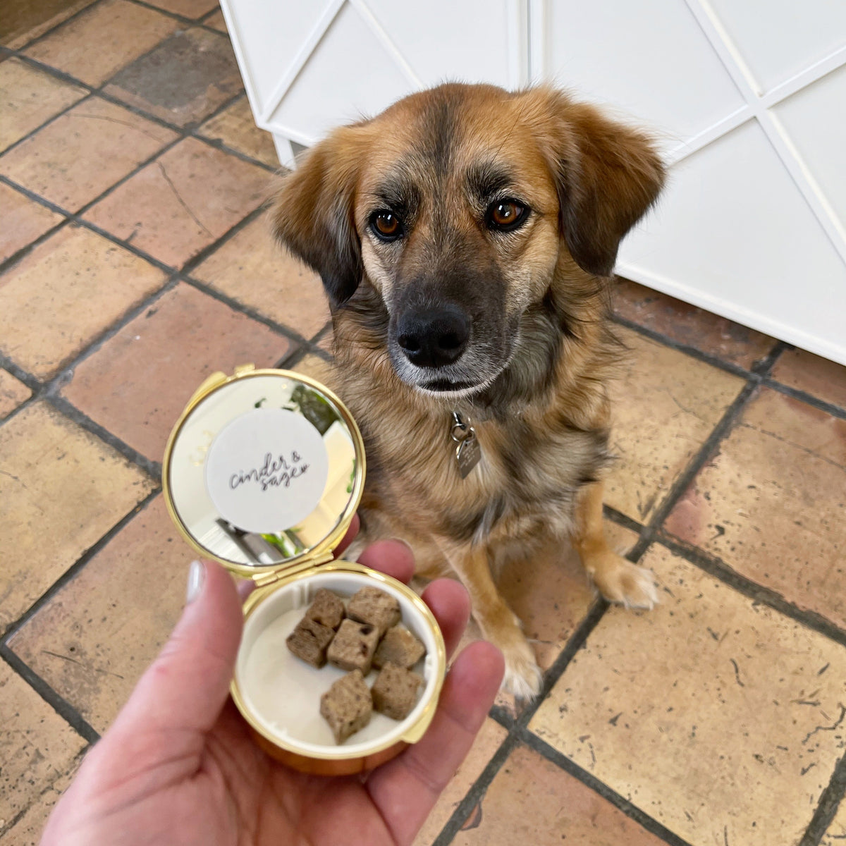 Dog looking at a small container with pet treats on a tiled floor.