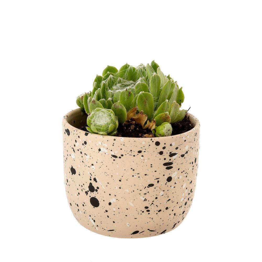 Speckle Plant Pot - Cream