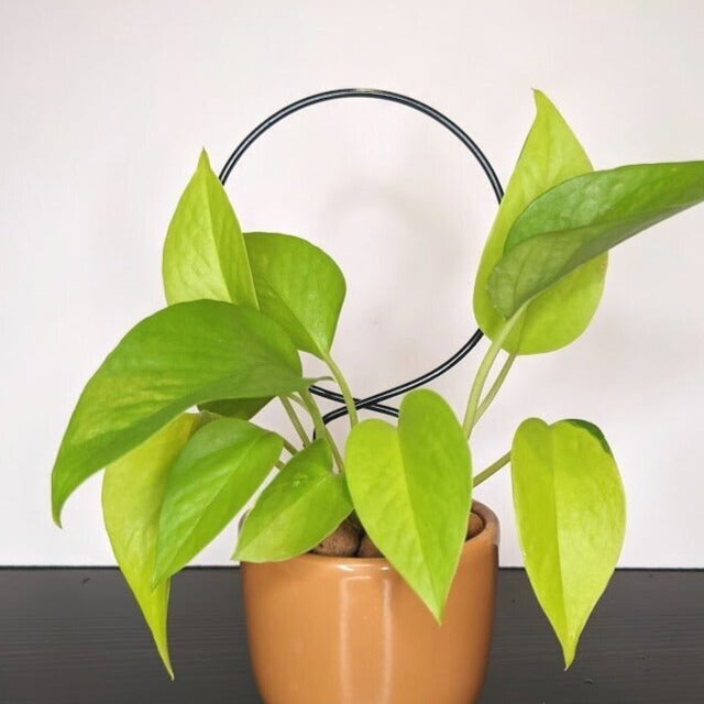 CIRCLE Plant Trellis